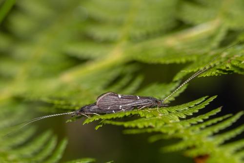 Réf. 304 990 : Athripsodes sp.